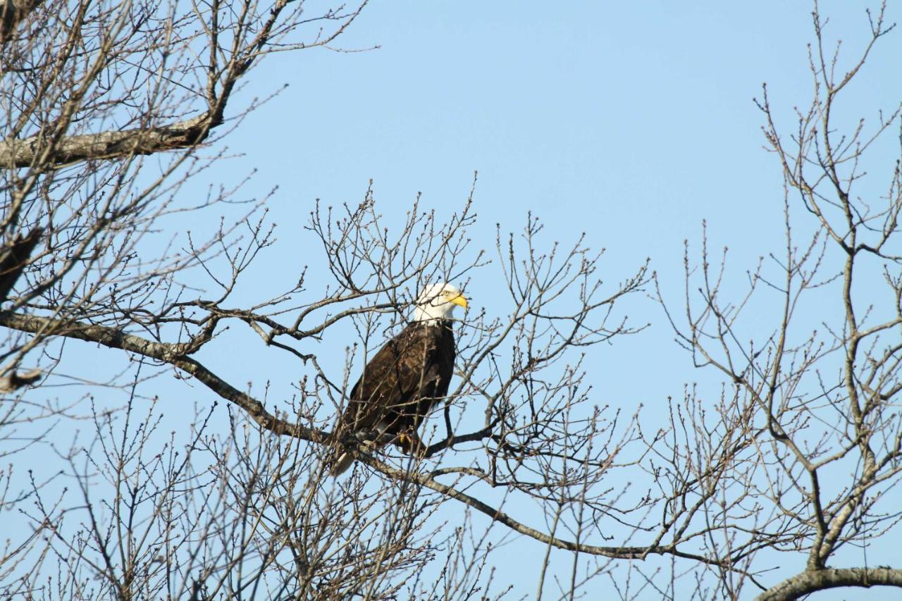 Riverfront Arkansas Retreat Near Fishing And Hiking! Gassville Esterno foto